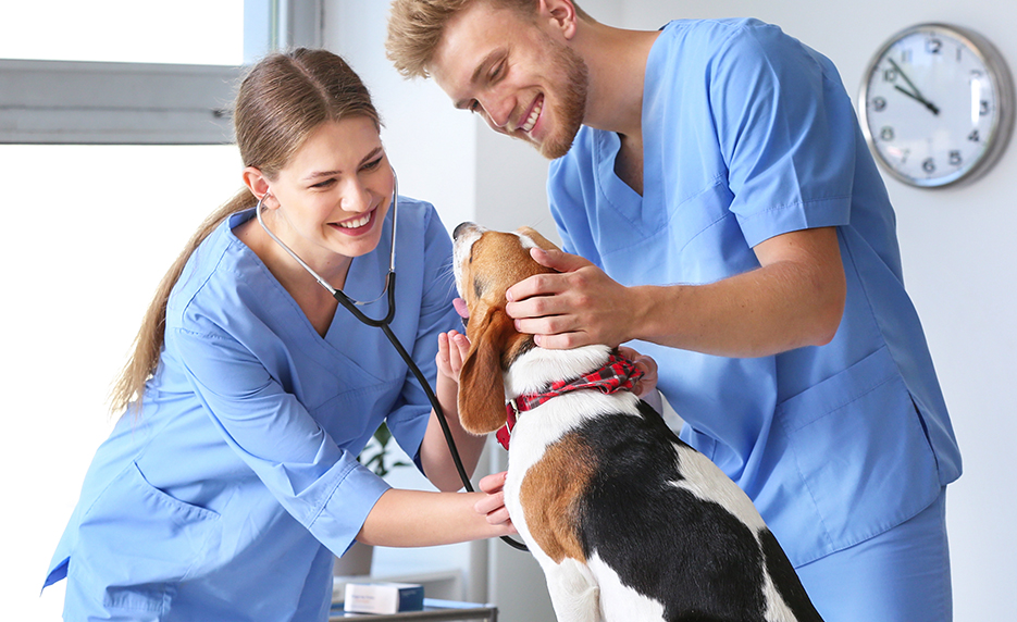 two vet assistants in scrubs, working with a dog
